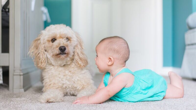 赤ちゃんと犬